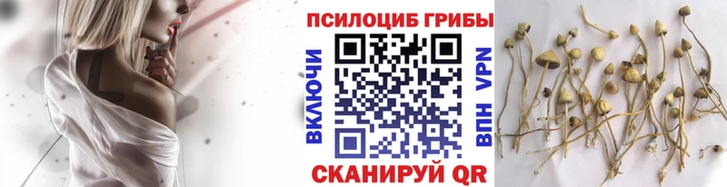 Галлюциногенные грибы GOLDEN TEACHER  купить наркотики сайты  KRAKEN как войти  Фокино 